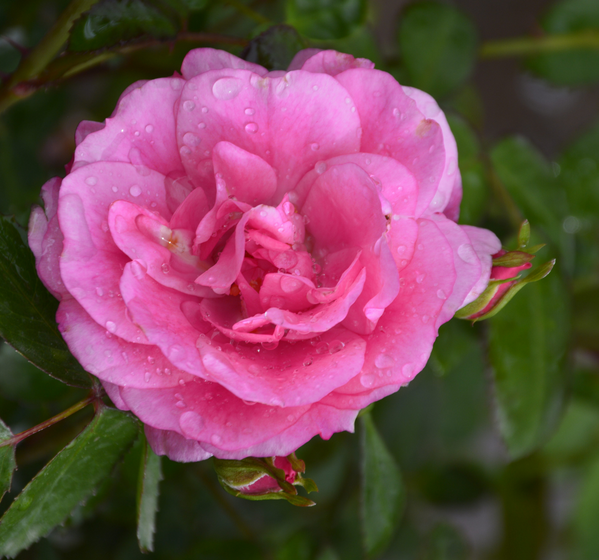 Rose - Morden Belle - Hardy #2 - NO WARRANTY