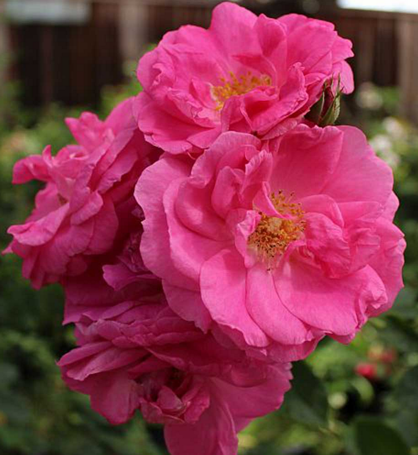 Rose - Morden Centennial - Hardy #2 - NO WARRANTY