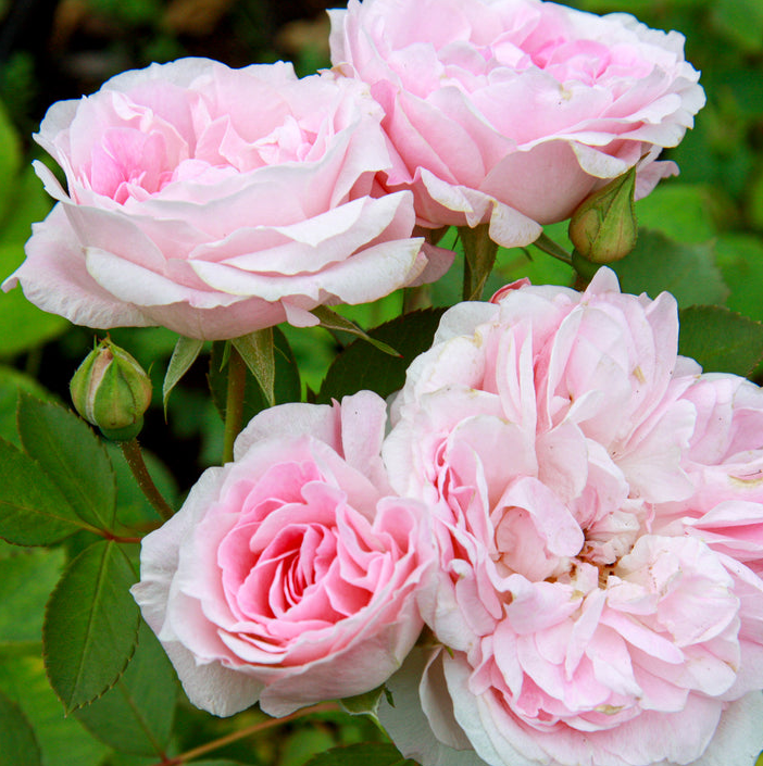 Rose - Morden Blush - Hardy #2 - NO WARRANTY
