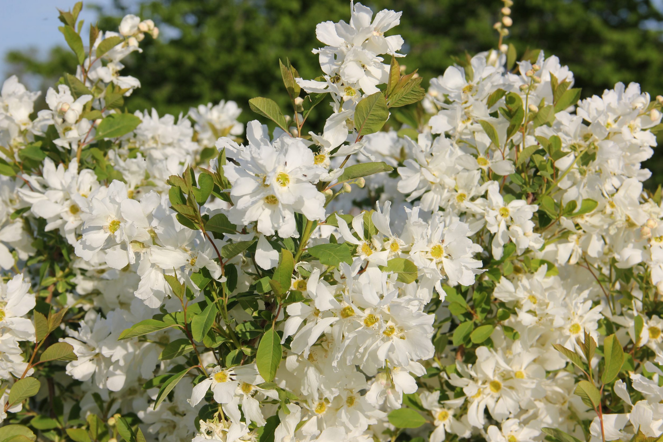 Pearlbush - Lotus Moon - 8"