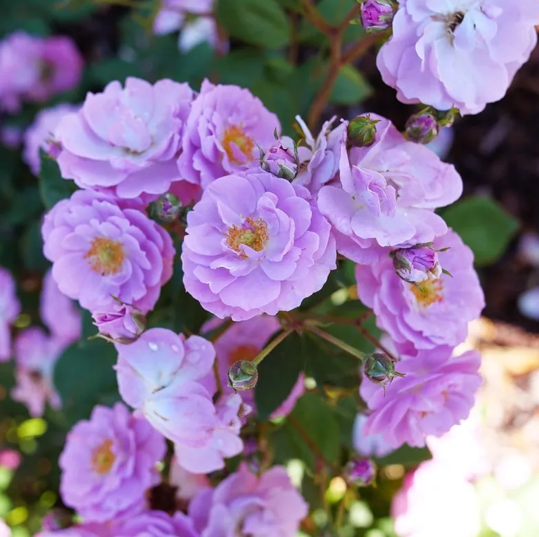 Rose Climbing - Rise Up Lilac Days - Tea Rose 8&quot; - NO WARRANTY