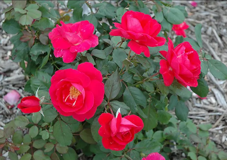 Rose - Winnipeg Parks - Hardy #2 - NO WARRANTY