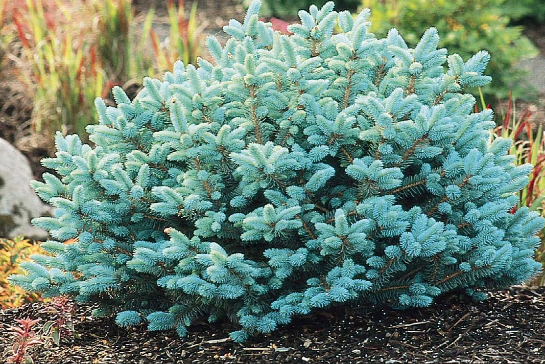 Spruce - Globe Blue - #10