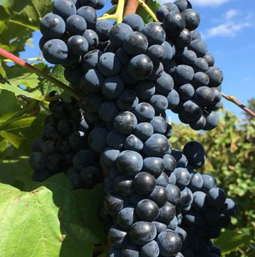 Grape - Marquette - #1 - NO WARRANTY