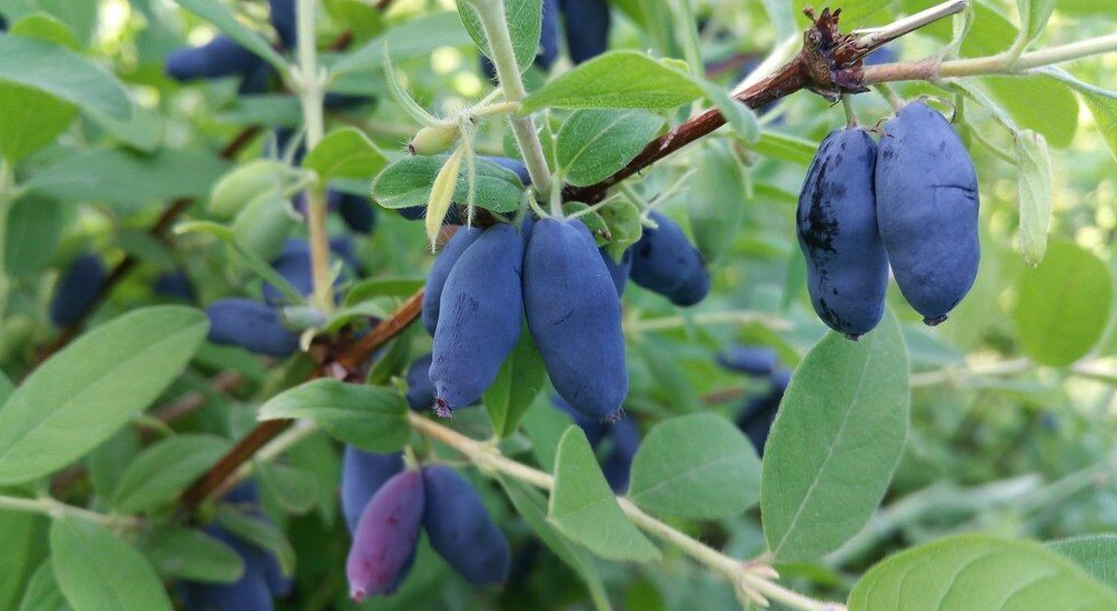 Honeyberry - Combination - #2 - NO WARRANTY