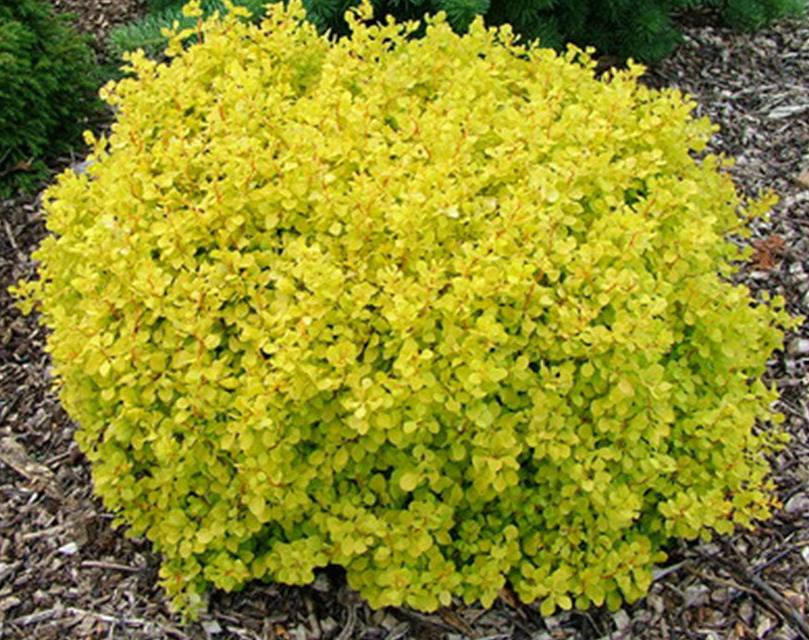 Barberry - Dwarf Golden - 8&quot;
