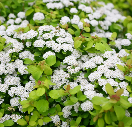 Spirea - Betulifolia Glow Girl - #2 True