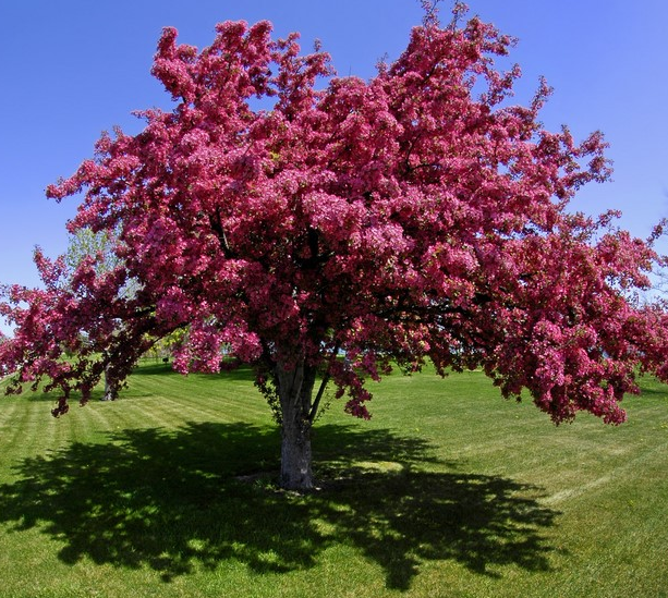 Crabapple - Flowering Dark Knight - #7