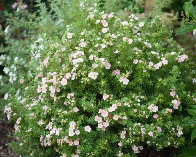 Potentilla - Happy Face Pink - 8&quot;