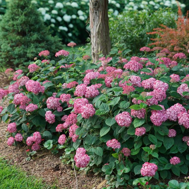Hydrangea - Invincibelle Ruby - 2 TRUE