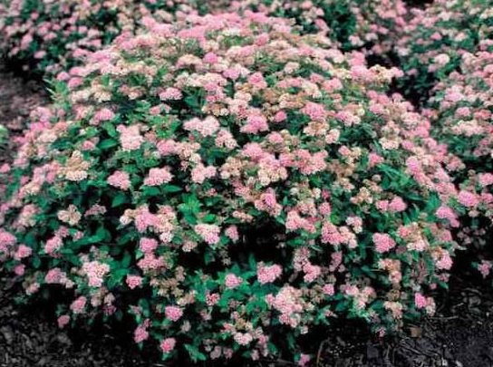 Spiraea - Little Princess - #2