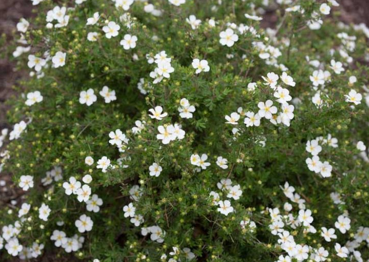 Potentilla - Happy Face White - 8''