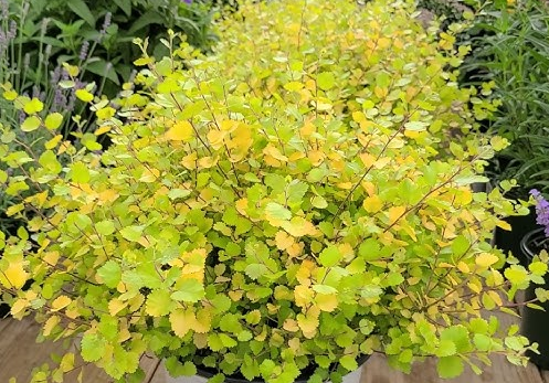 Dwarf Birch - Cesky Gold - 8"