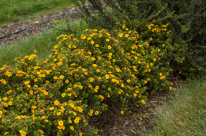 Potentilla - Mandarin Tango - 8&#39;