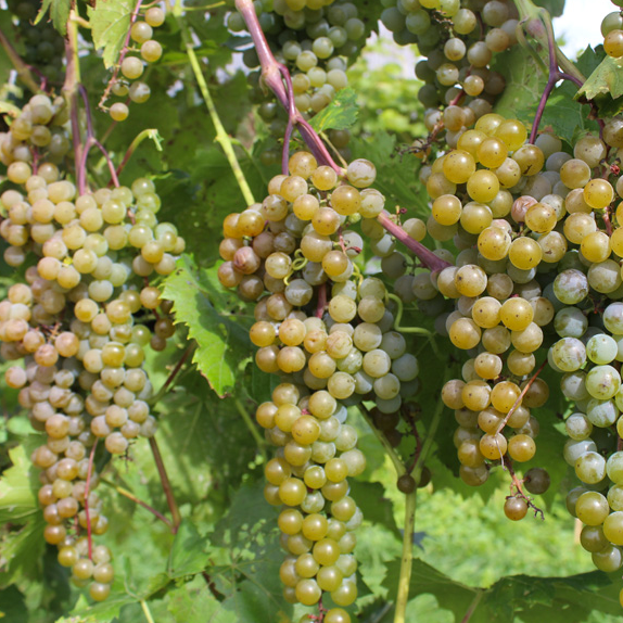 Grape - La Crescent - #1 - NO WARRANTY