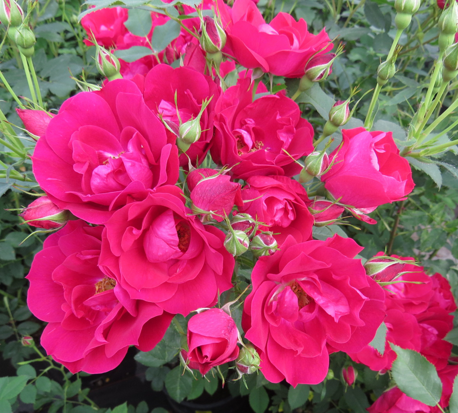 Rose - Adelaide Hoodless - Hardy #2 - NO WARRANTY