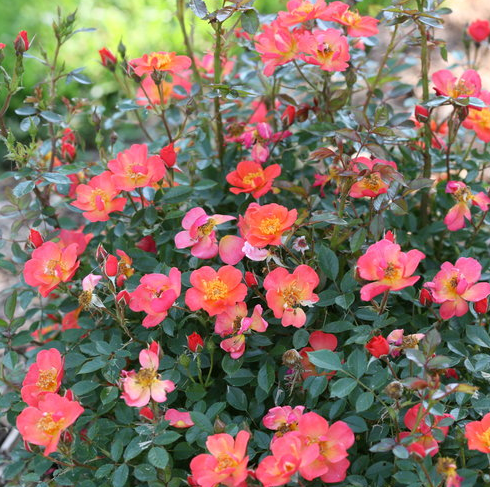 Rose - Oso Easy Hot Paprika - Tea Rose 8&quot; - NO WARRANTY