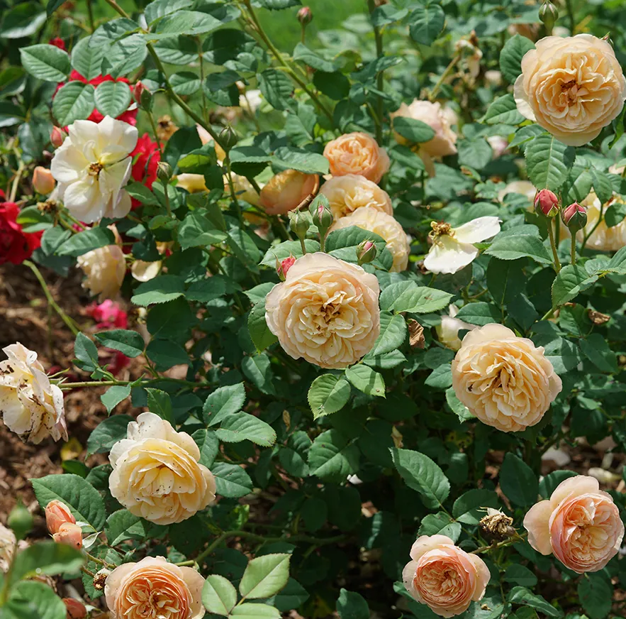 Rose - Flavorette Honey Apricot - 8&quot; - NO WARRANTY