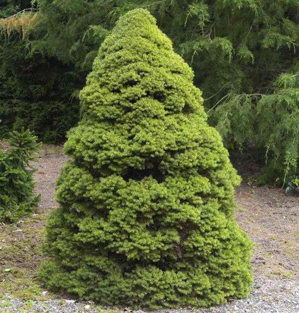Spruce - Dwarf Alberta - #2