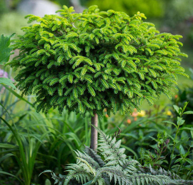 Spruce - Norway Little Gem - #2