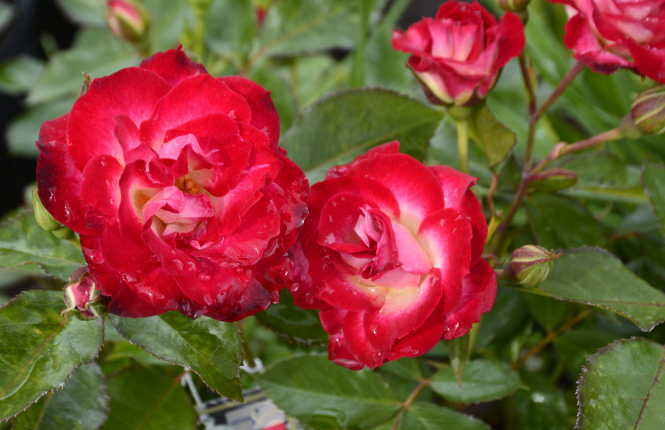 Rose - Never Alone Red - #2 - NO WARRANTY