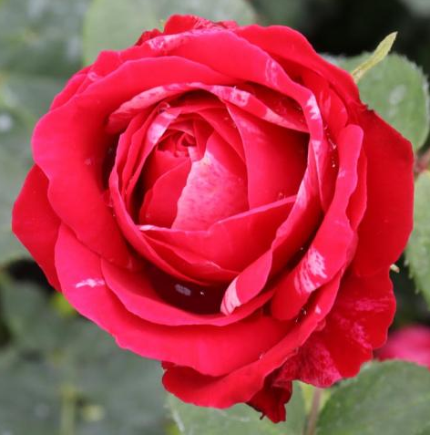 Rose - Oscar Peterson Canadian Artist - Hardy #2 - NO WARRANTY