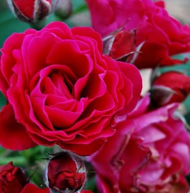 Rose - Emily Carr Canadian Artist - Hardy #2 - NO WARRANTY