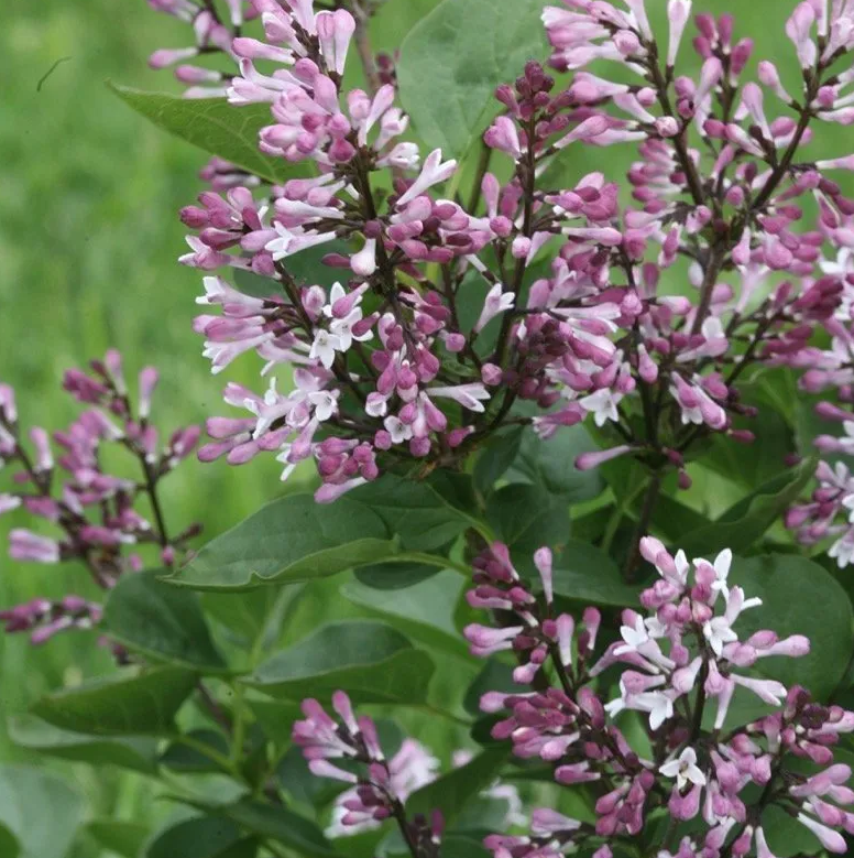 Lilac - Baby Kim - 2 TRUE