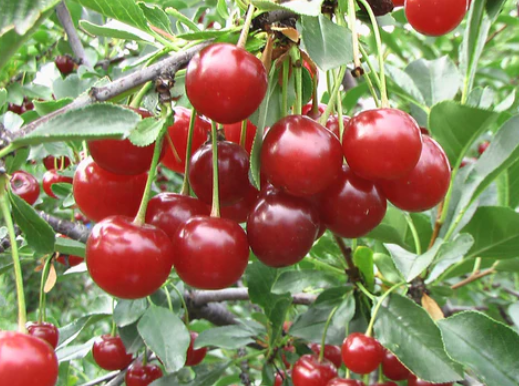 Cherry - Romance Combination - #7 MS
