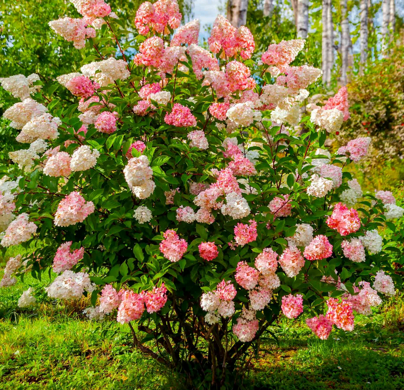 Hydrangea - Vanilla Strawberry - #05 TF