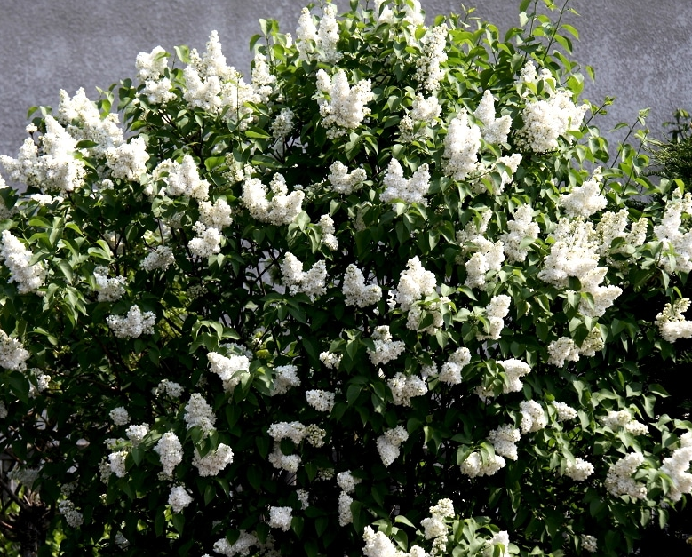 Lilac - Madame Lemoine French - #2