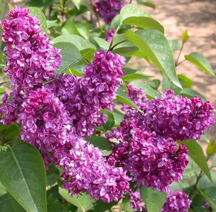 Lilac - Charles Joly - #2