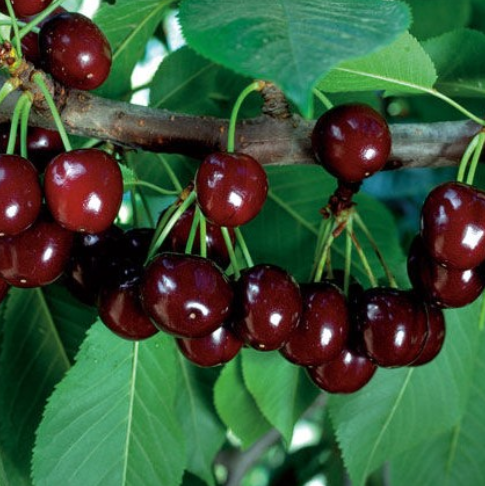 Cherry - Carmine Jewel - 8inch CVI - NO WARRANTY