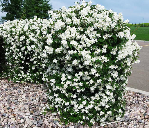 Mockorange - Blizzard - #2