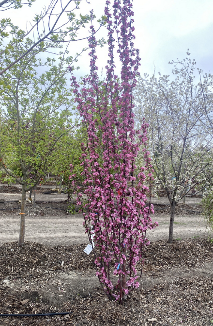 Crabapple - Columnar Purple Spire - #15 CVI