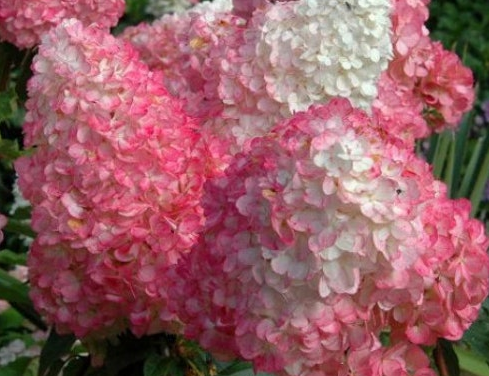 Hydrangea - Pink Diamond - # 5 TF