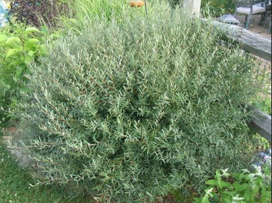 Willow - Arctic Dwarf - #2