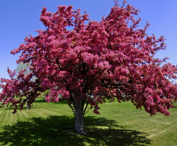 Crabapple - Flowering Dark Knight - #15