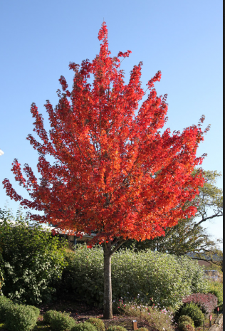 Maple - Red Rocket Maple - #7