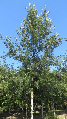 Bur Oak - Top Gun - #15