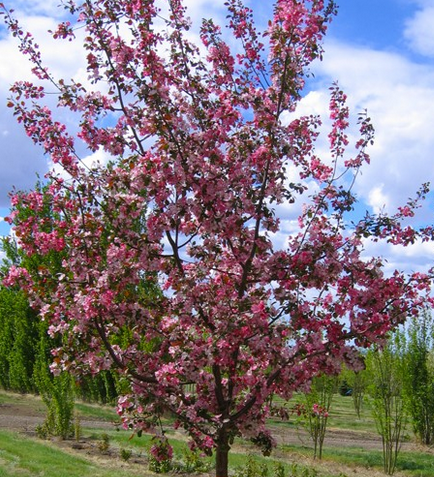 Crabapple - Gladiator - #10 CVI
