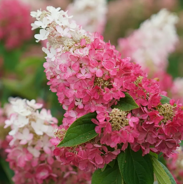 Hydrangea - Pinky Winky - #10 TF