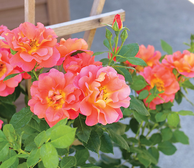 Rose Climbing - Rise Up Emberays - Tea Rose 8&quot; - NO WARRANTY