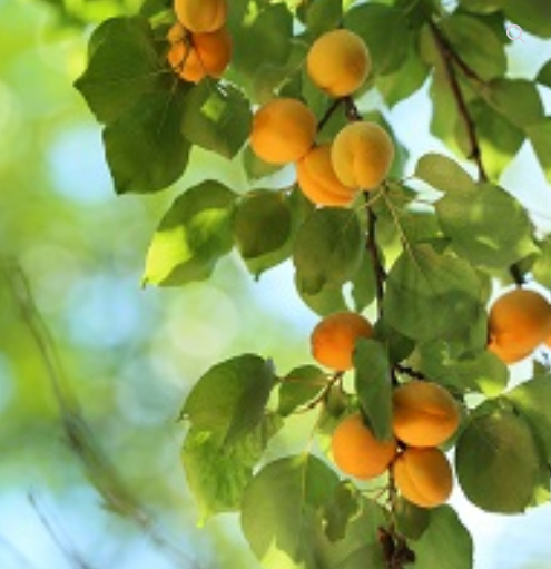 Apricot - Westcot - #10