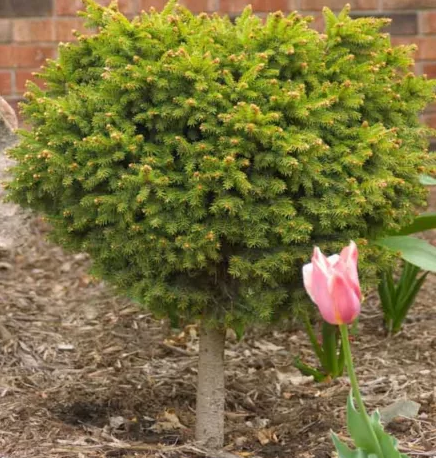 Spruce - Norway Little Gem - #2