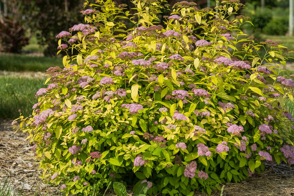 Spirea - Little Spark - 8&quot;