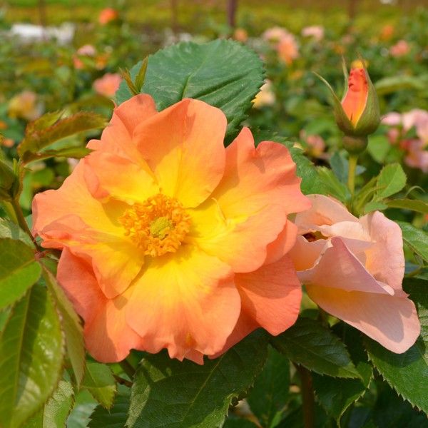 Rose - Morden Sunrise - Hardy #2 - NO WARRANTY