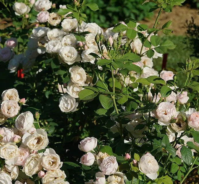 Rose - Flavorette Pear&#39;d Pink - 8&quot; - NO WARRANTY