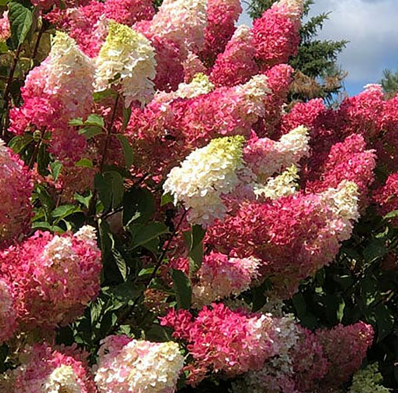 Hydrangea - Berry White - #5 TF