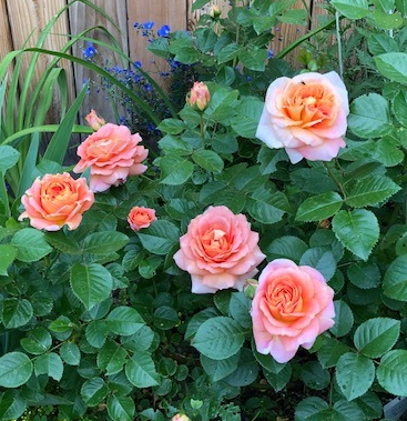 Rose - Olds College Peach - #2 - NO WARRANTY